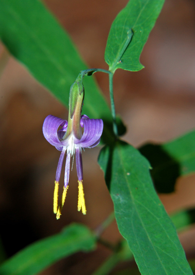 Prenanthes purpurea / Lattuga montana